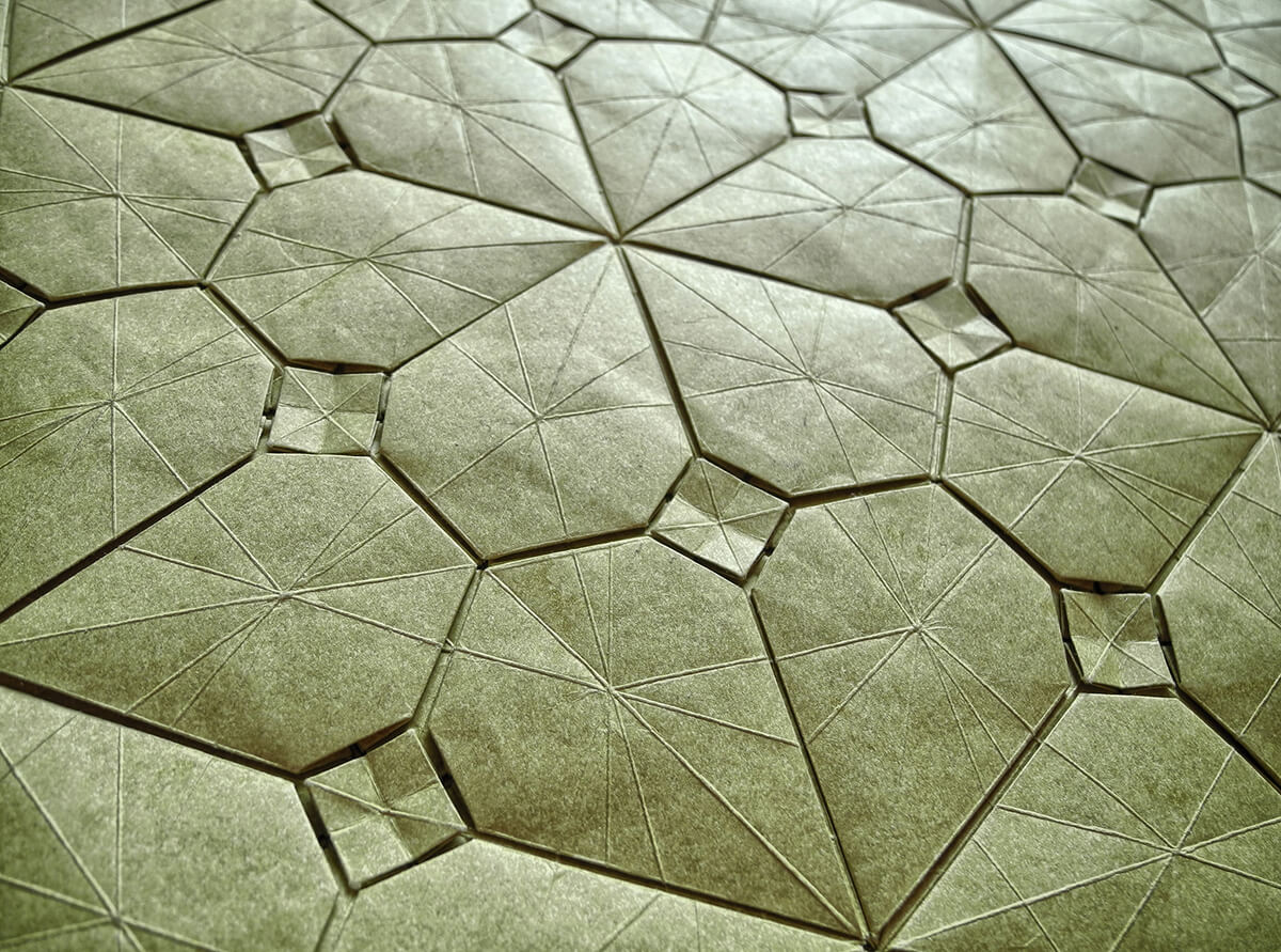 Hydringringea Back by Robin Scholz