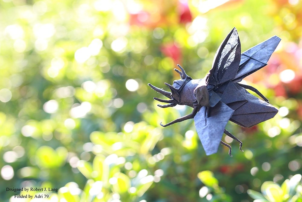 Eupatorus Gracilicornus