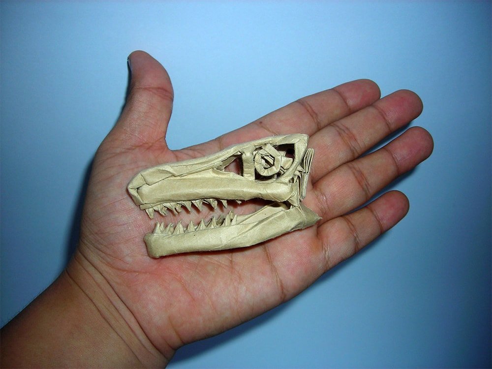 Velociraptor Skull