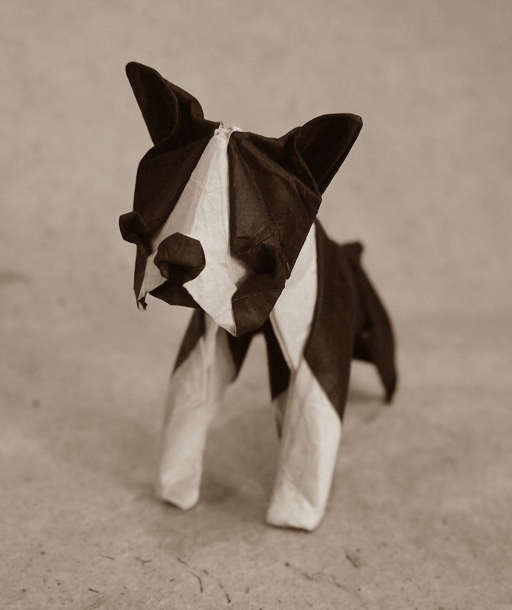Boston Terrier