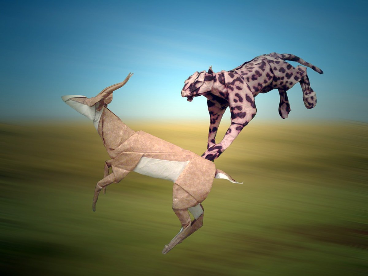 Cheetah and Springbok