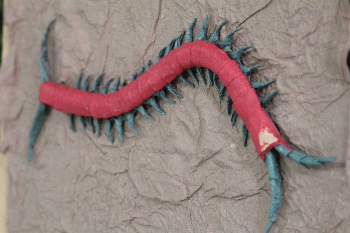 Centipede