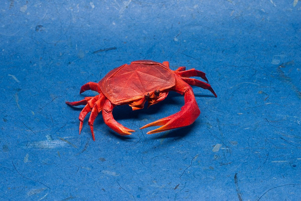 Fiddler Crab