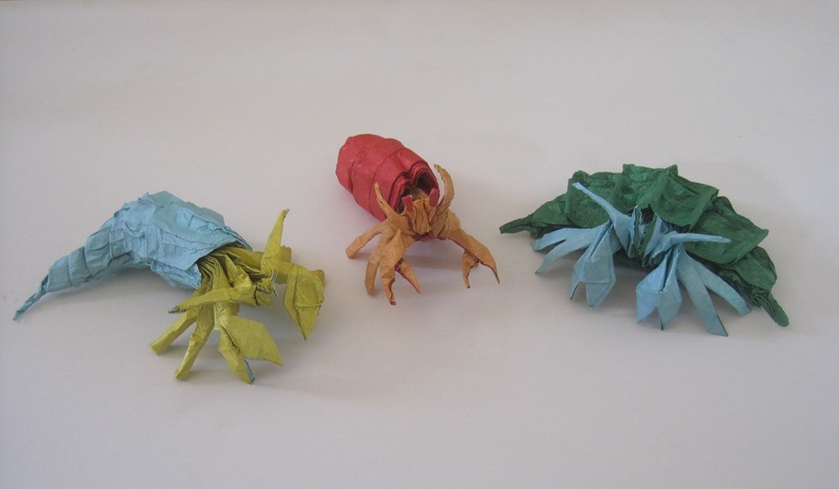 3 Different Hermit Crabs