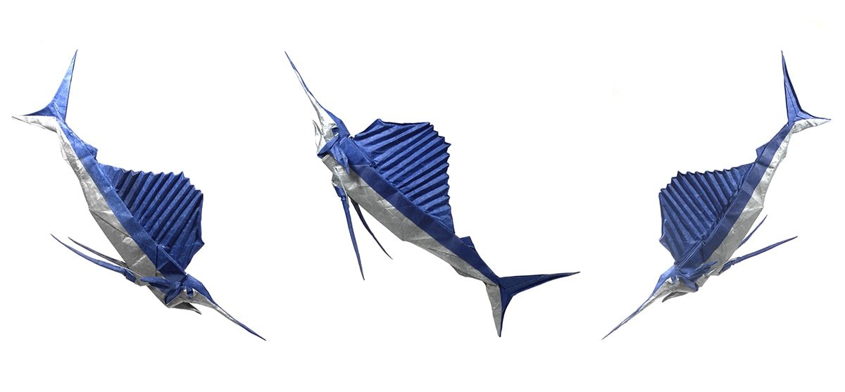 Sailfish