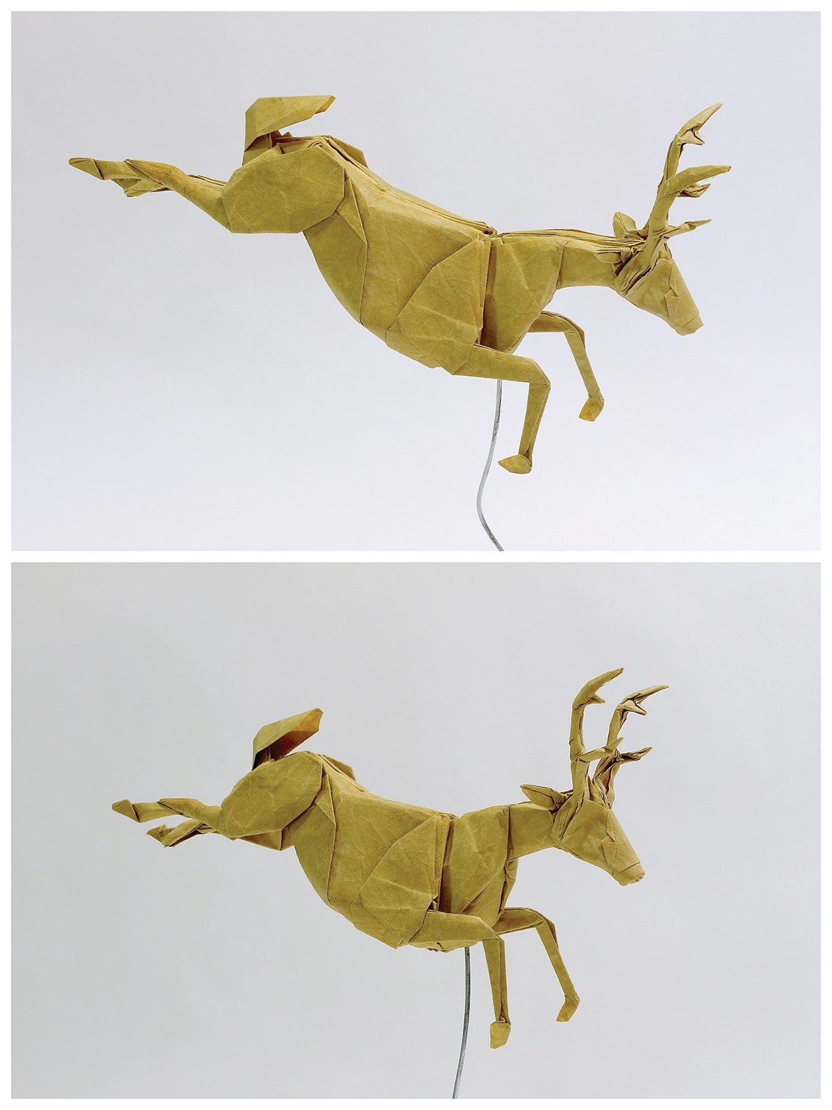 Seth Friedman's Deer