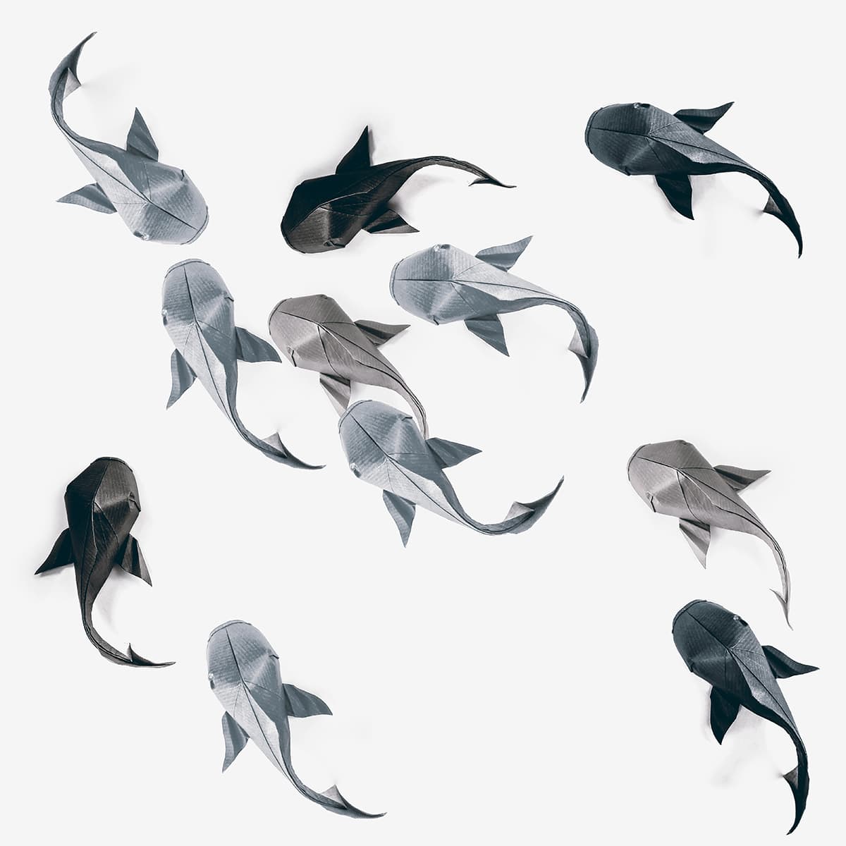 Koi Folded by Ricardo Foschi