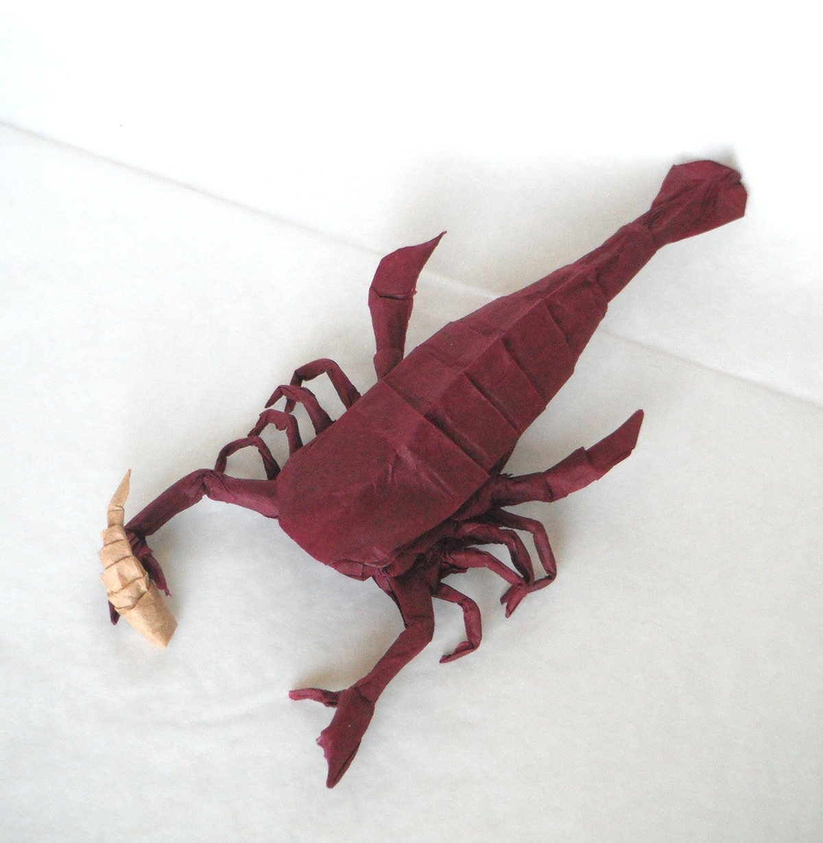 Pterygotus by Winston