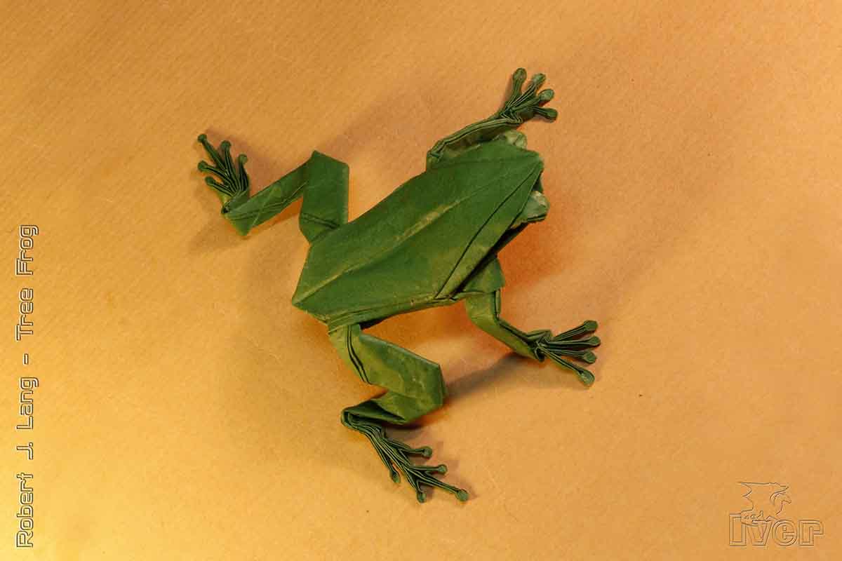 Tree Frog