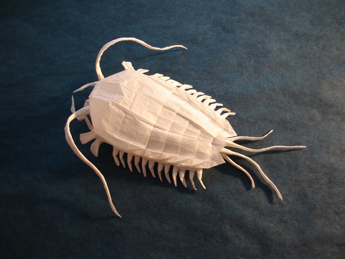 Trilobite folded by Shuki Kato