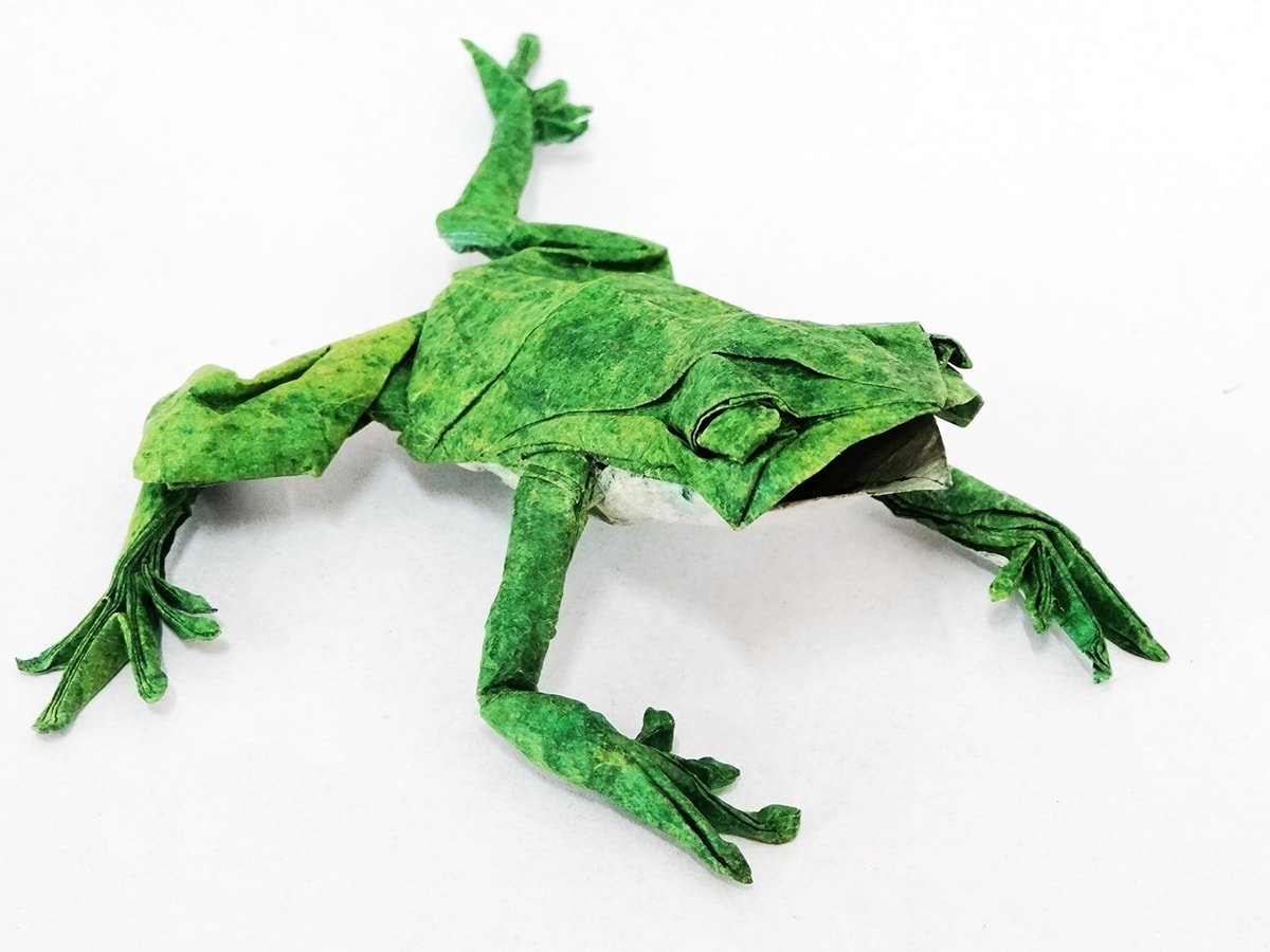 Tree Frog
