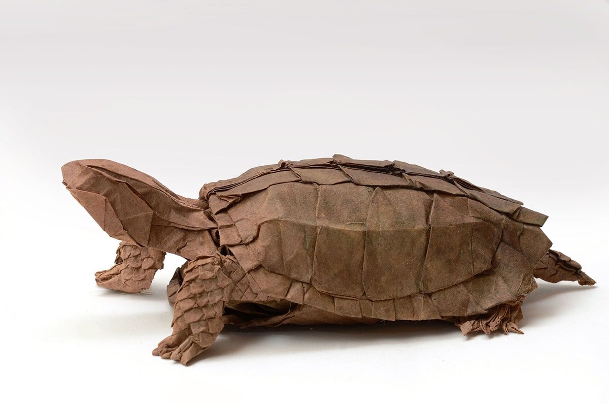 Leaf Turtle