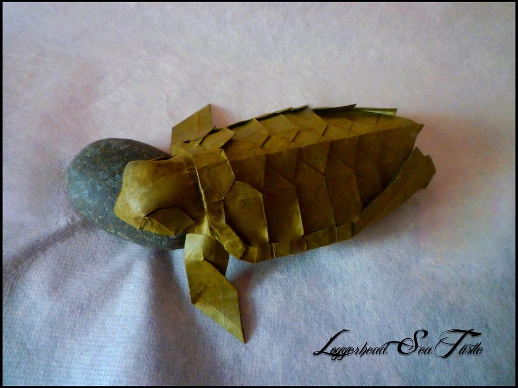 Loggerhead Sea Turtle