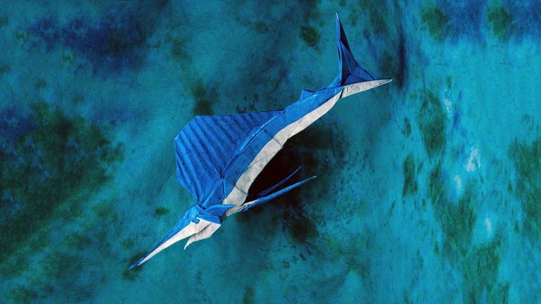 Sailfish