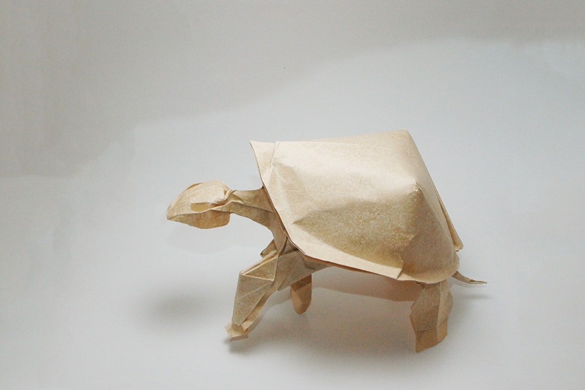 Tortoise