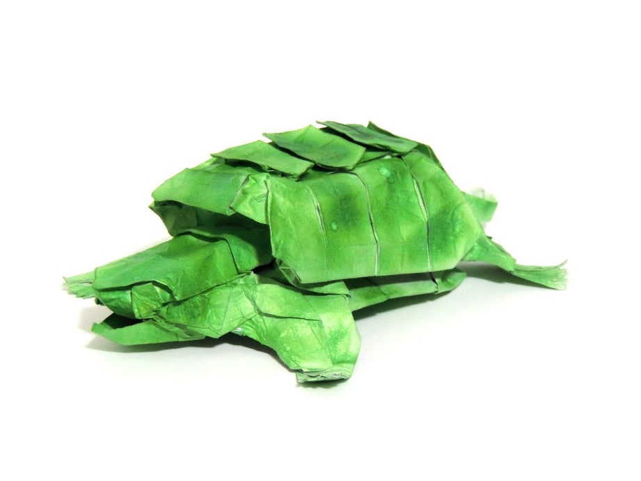 Turtle