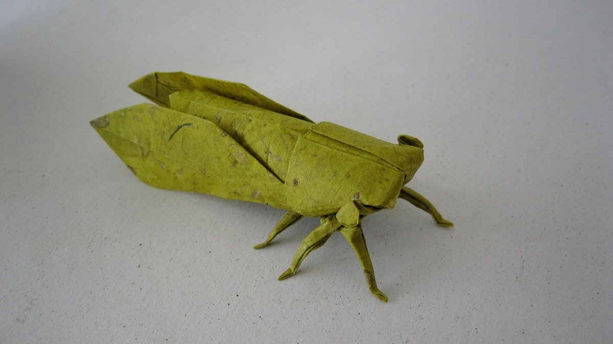 Wet Folded Cicada