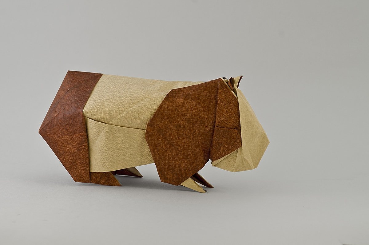 Guinea Pig by Nicolas Gajardo