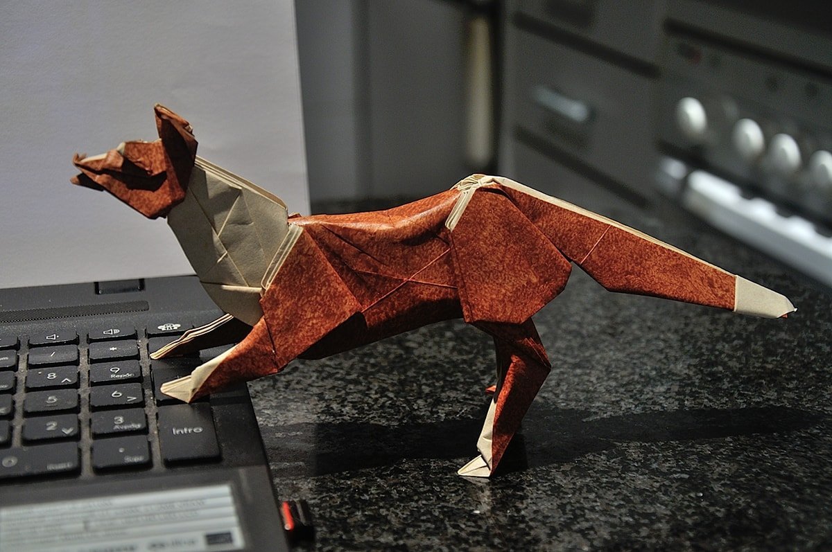 Border Collie by Ronald Koh