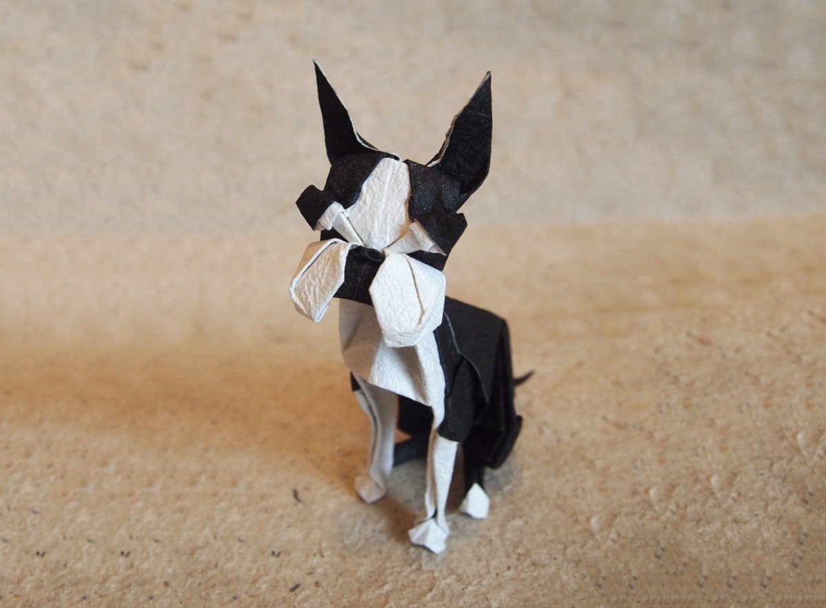 Boston Terrier