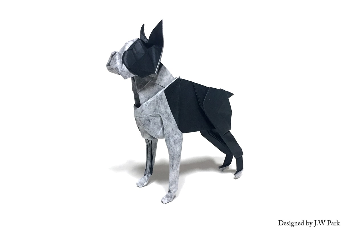 Boston Terrier