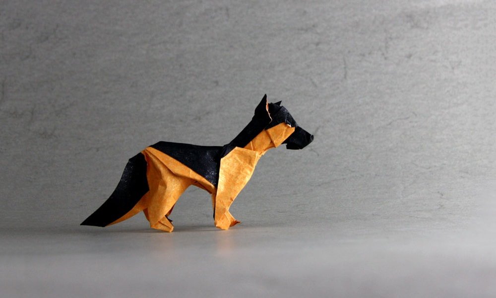 German Shepherd Puppy