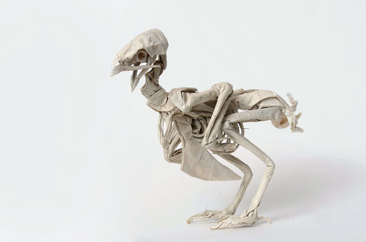 Quail Skeleton