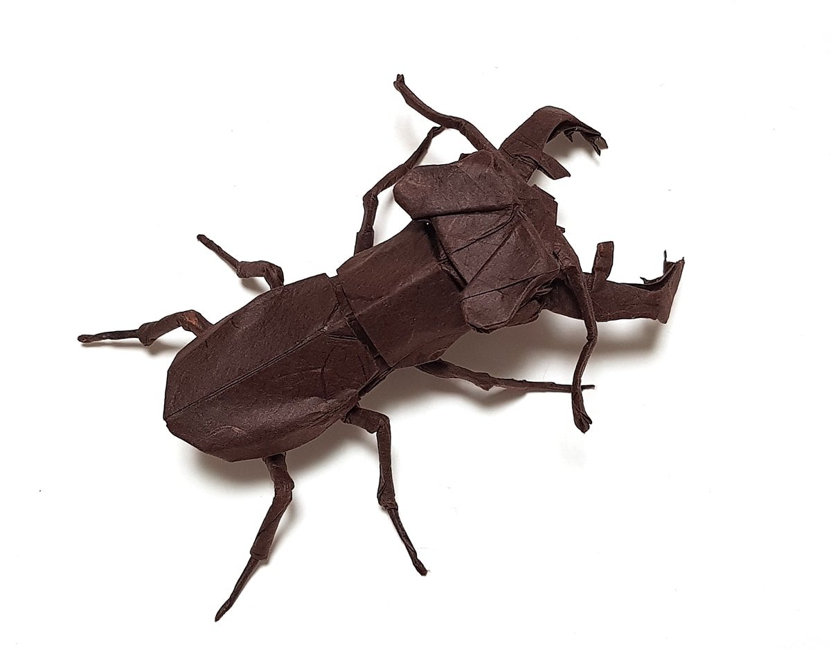 Lucanus maculifemoratus