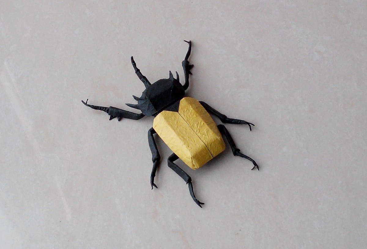Yellow and Black Beetle
