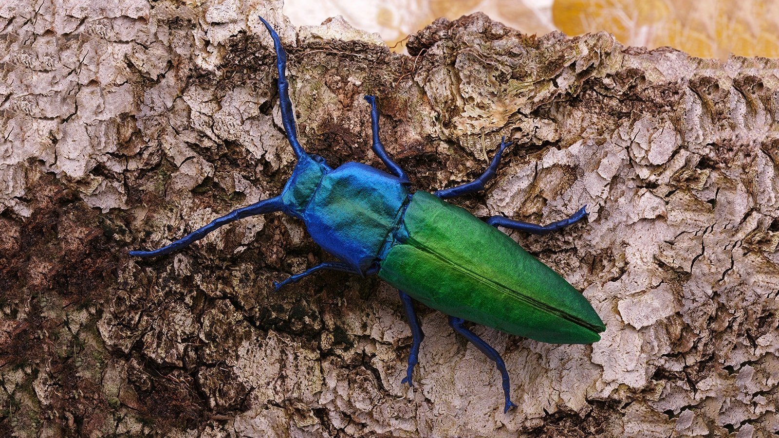 Awesome Origami Insects