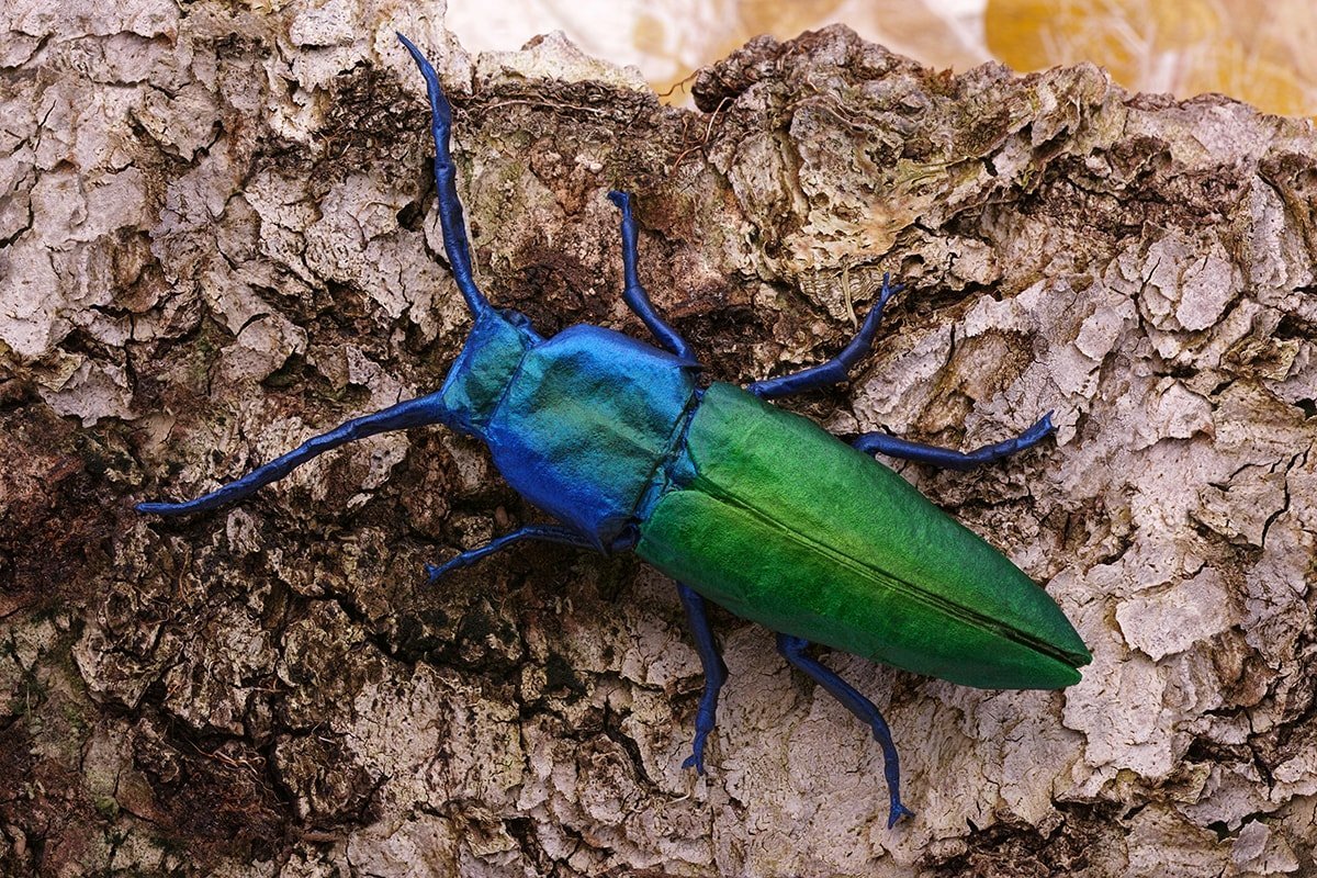 Jewel Click Beetle