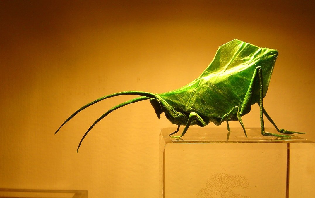 Leaf Katydid