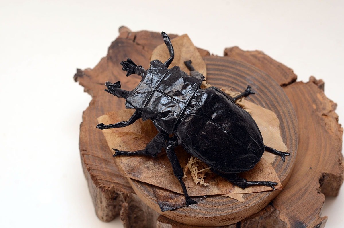 Okinawa Stag Beetle