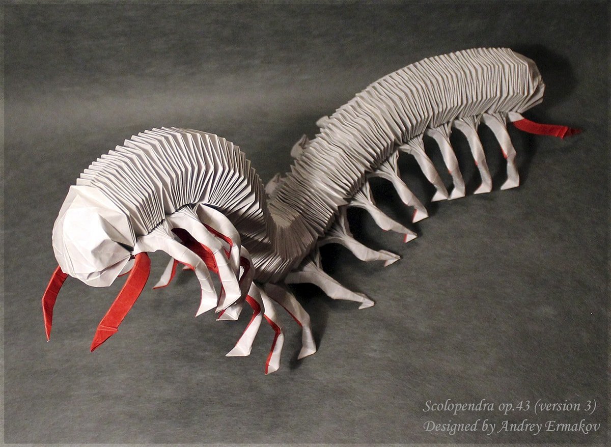 Scolopendra