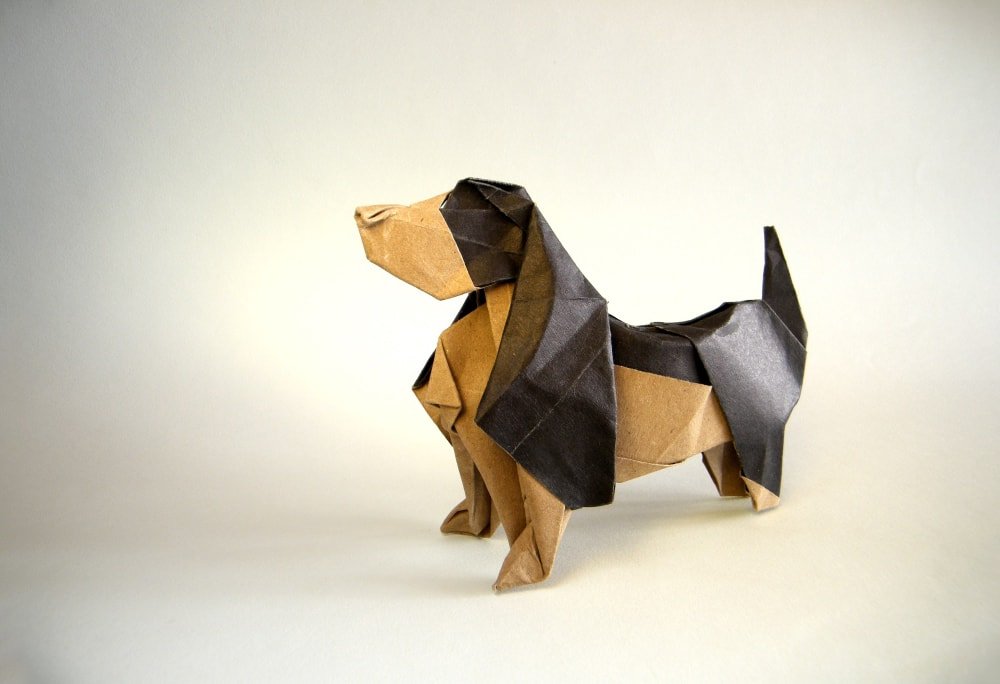 Basset Hound by Rui Roda