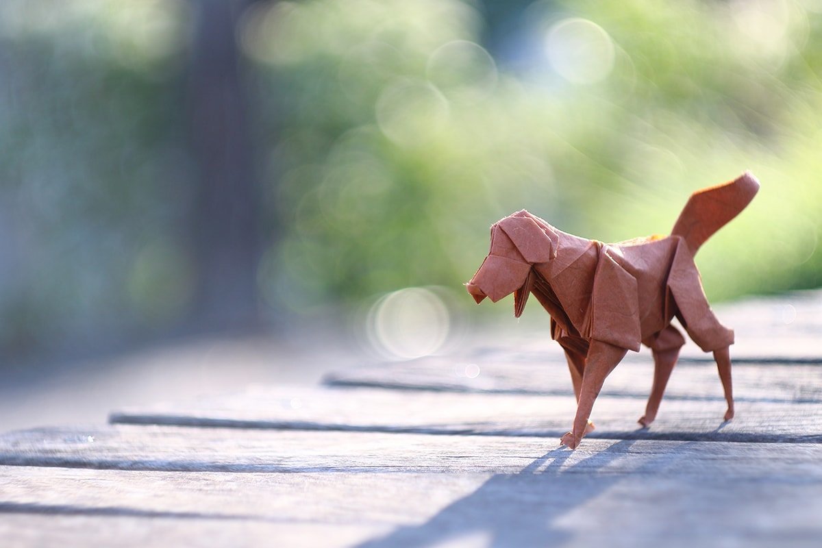 Labrador Retriever by Adriano Davanzo