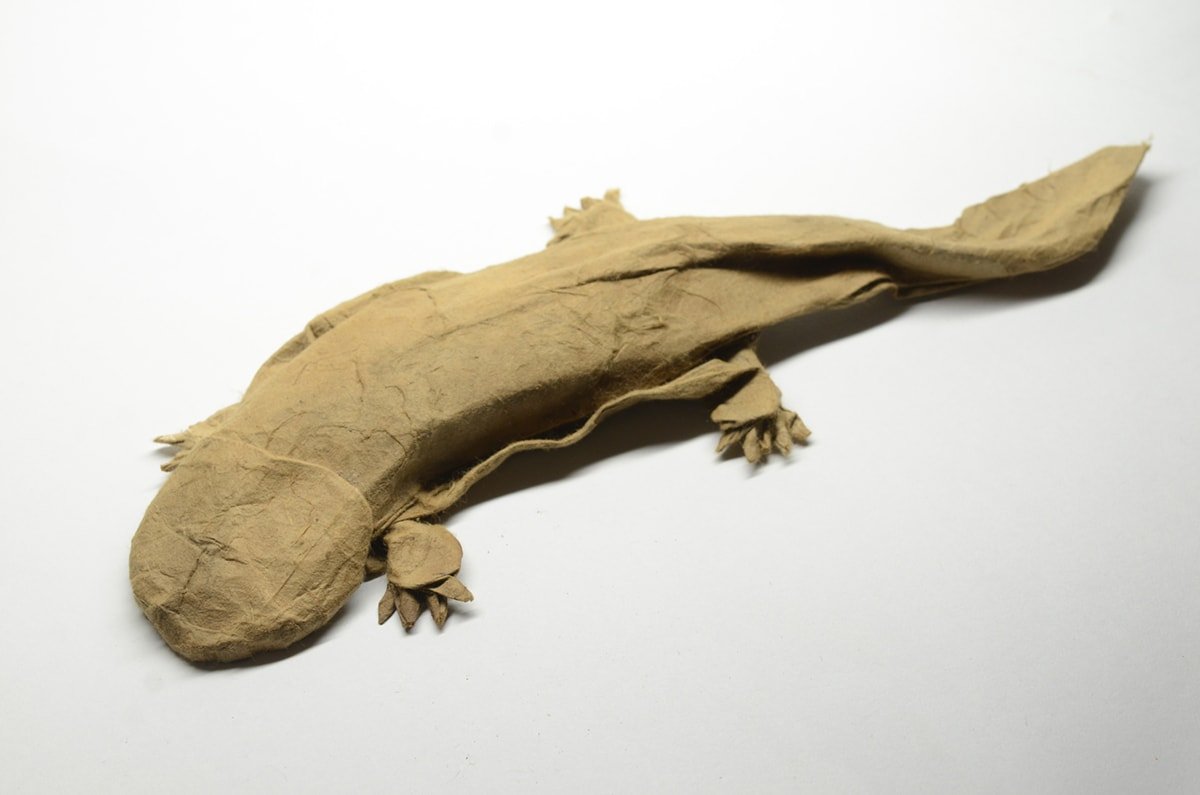 Japanese Giant Salamander by Kei Watanabe