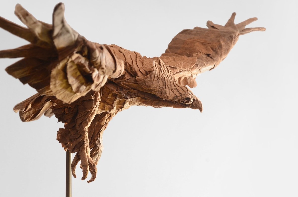 White-Tailed Eagle by Kei Watanabe