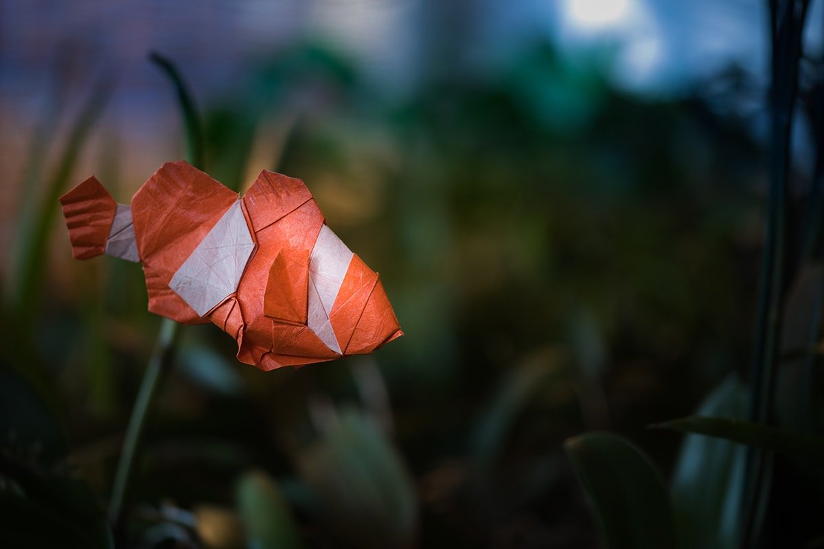 Clown fish by Adriano Davanzo