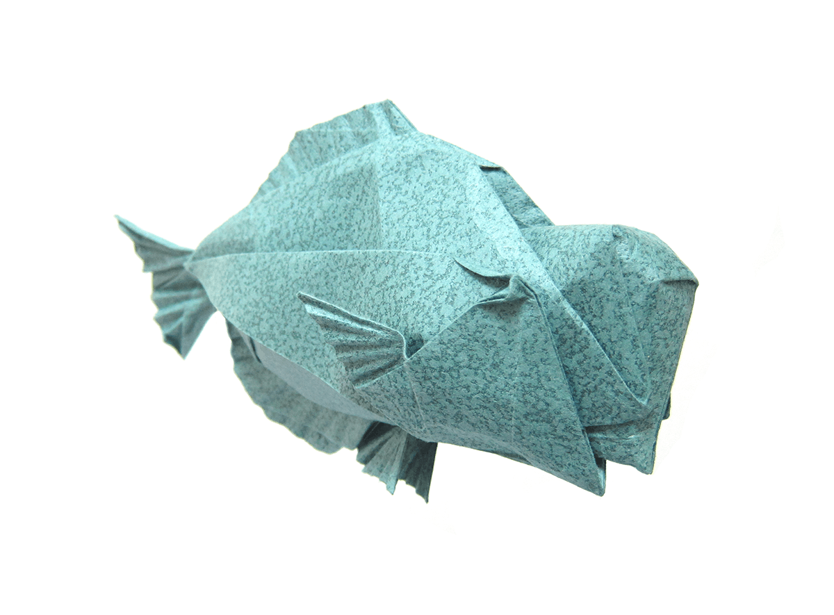 Humphead Parrotfish by Winston