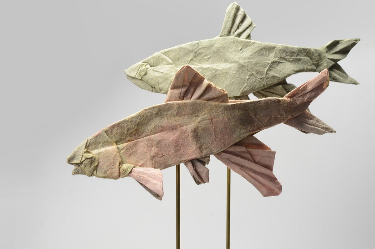 Opsariichthys platypus by Kei Wtanabe