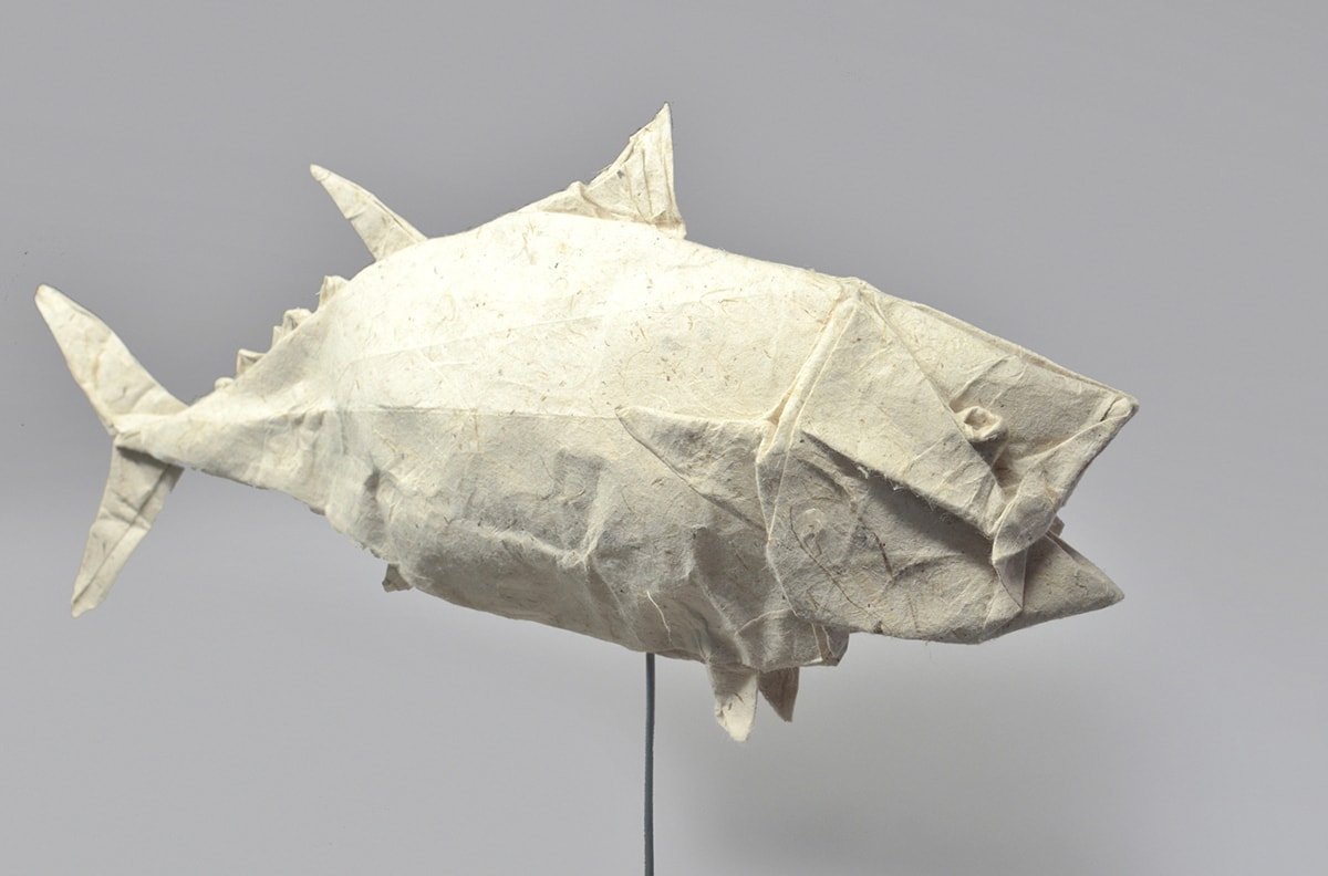 Pacific Bluefin Tuna by Kei Watanabe