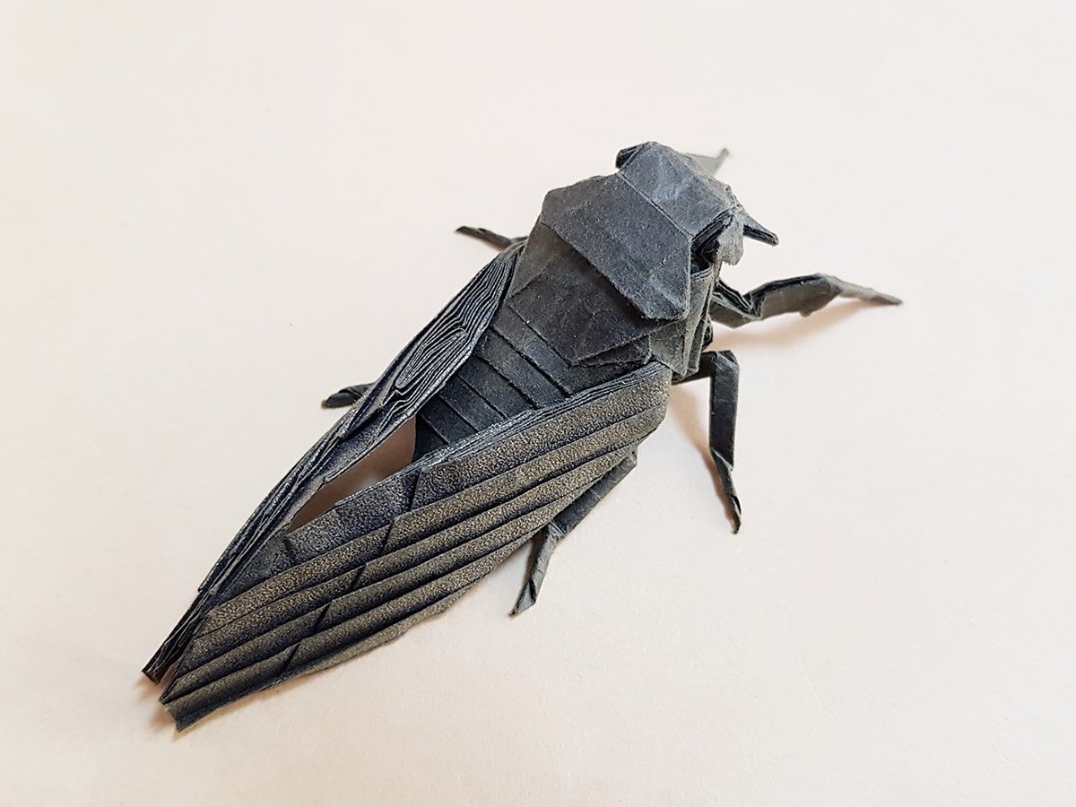 Cicada by Kota Imai