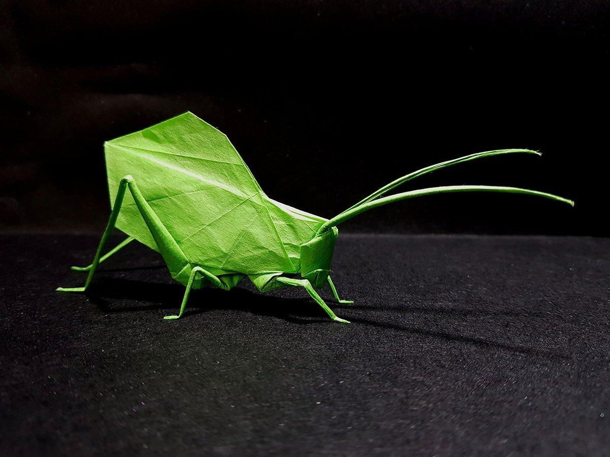 Leaf Katydid