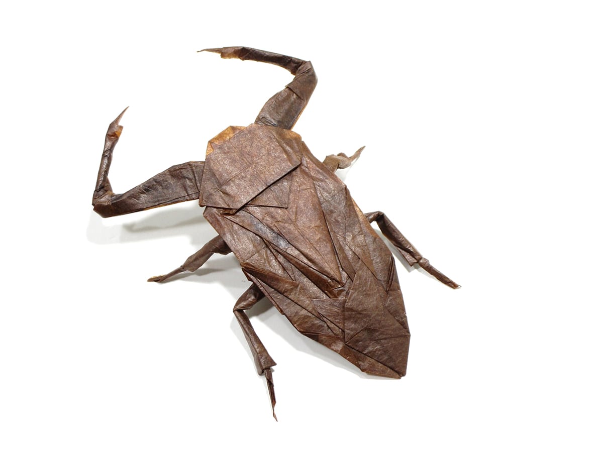 Kirkaldyia Deyrolli - Kota Imai