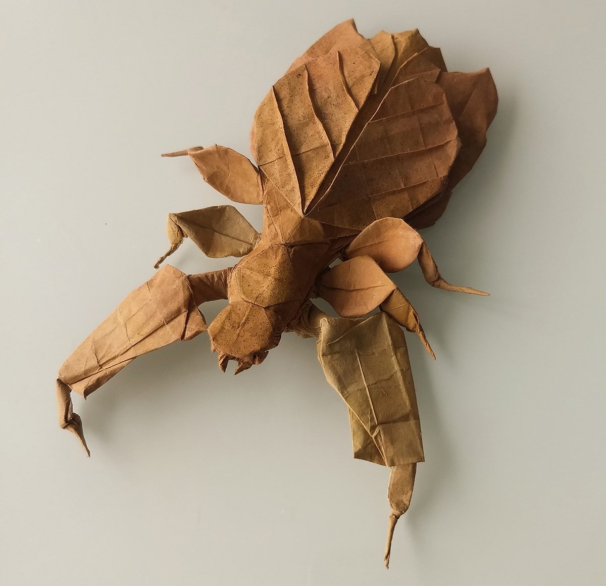 Leaf Insect by Kota Imai