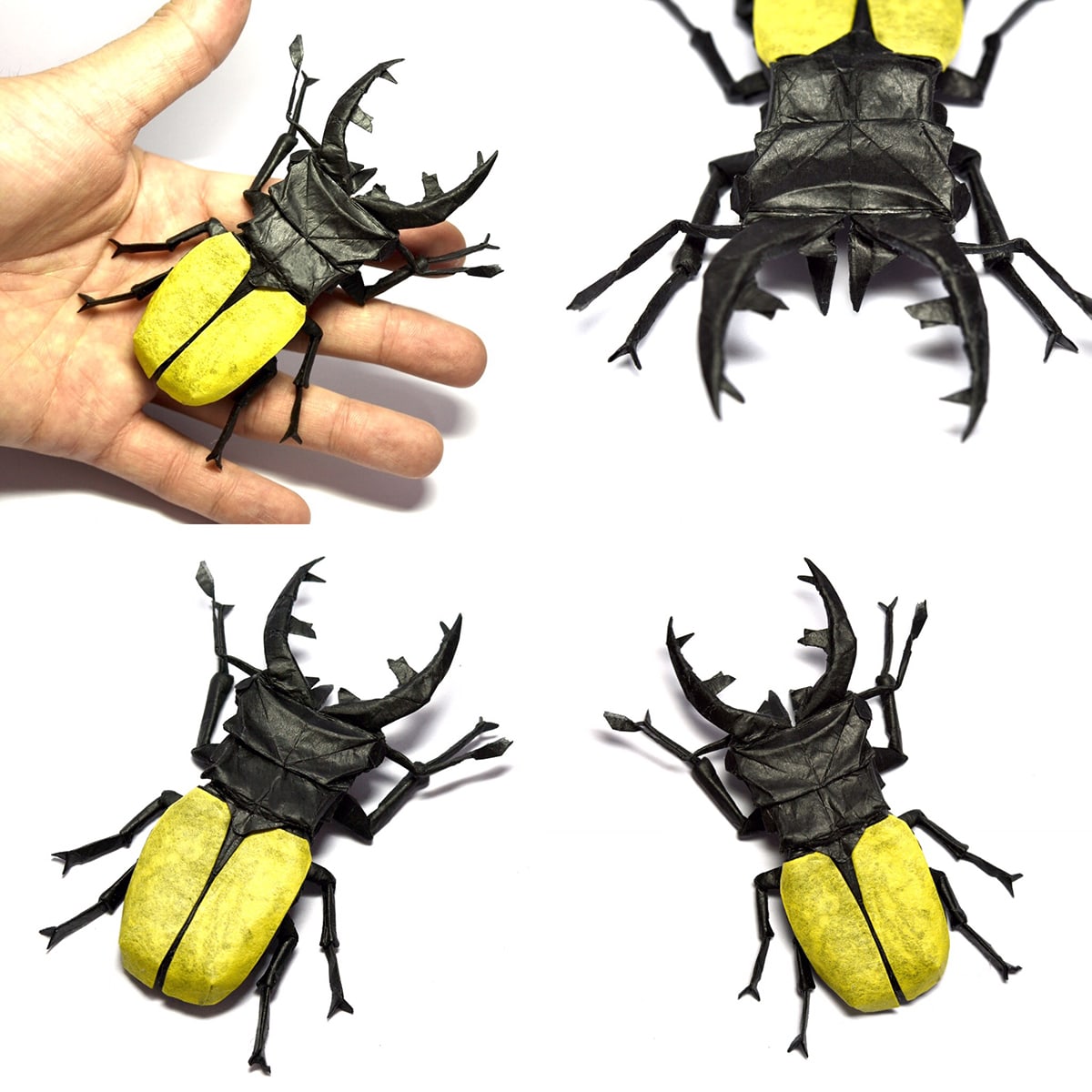 Odontolabis mouhoti elegans