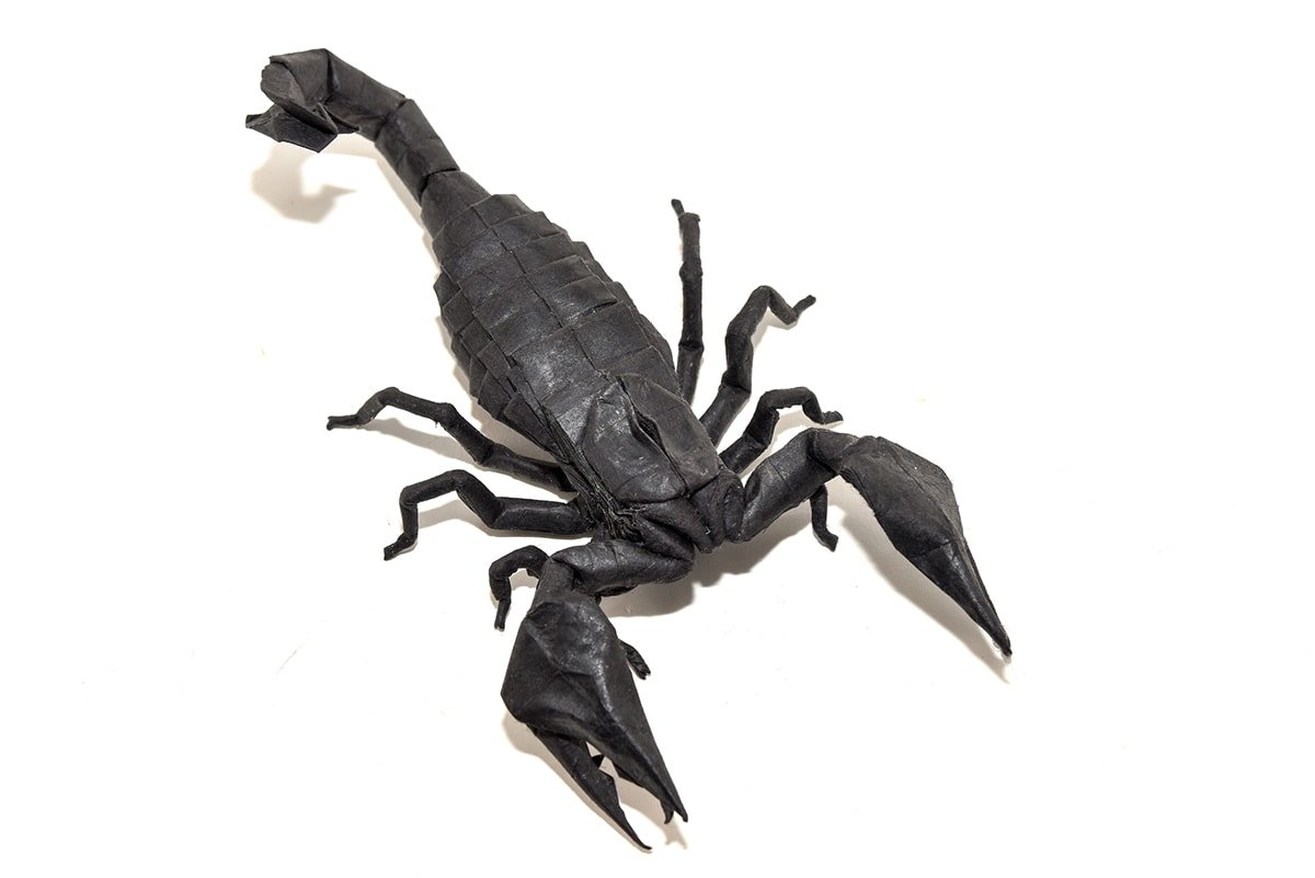 Scorpion by MHG