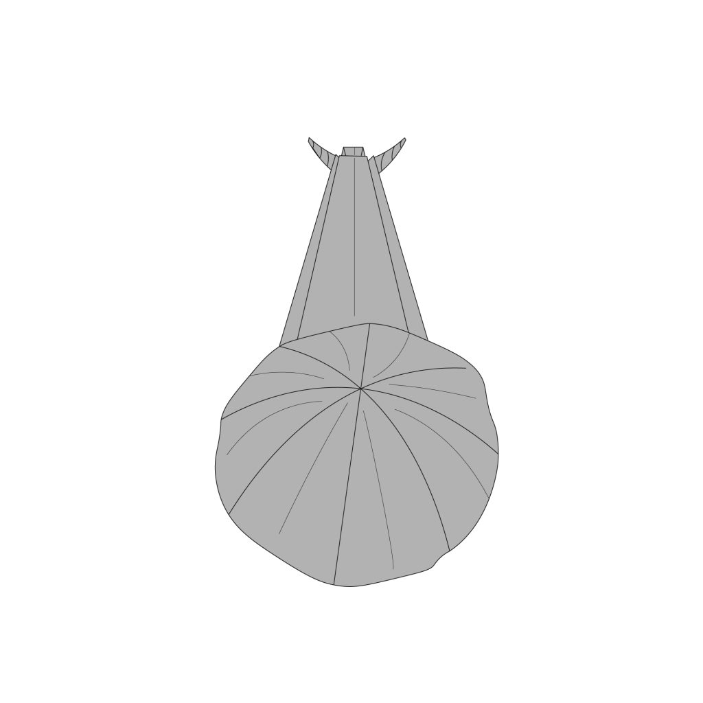 origami snail diagram completed